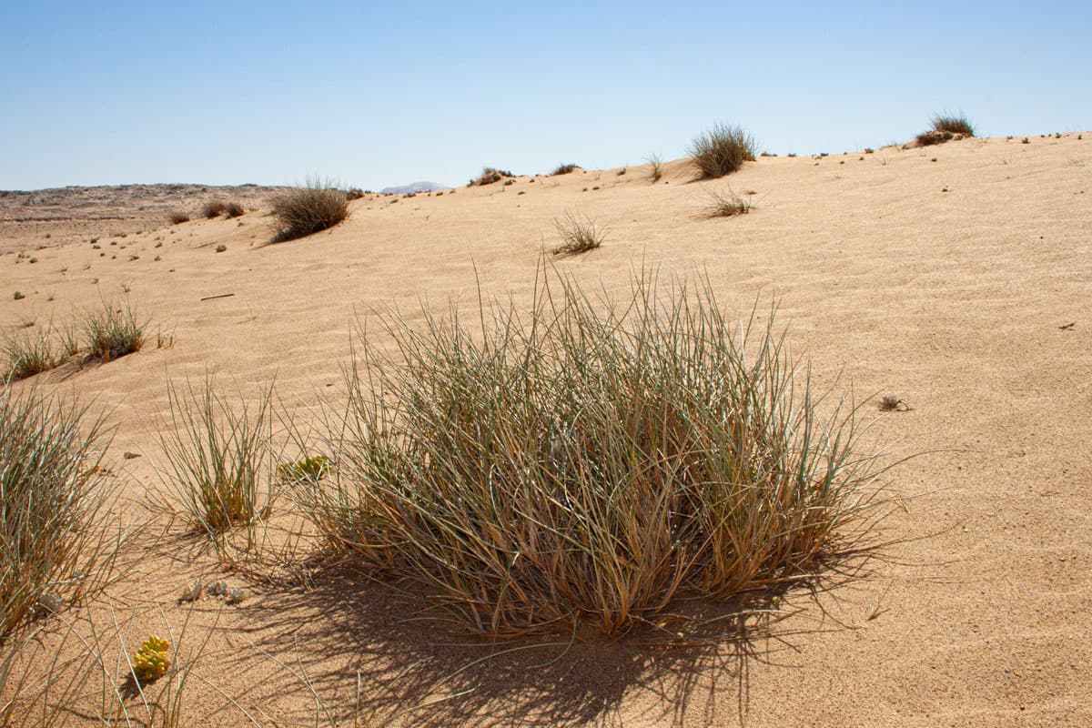Sandy southern African habitat associated with Devil’s Claw