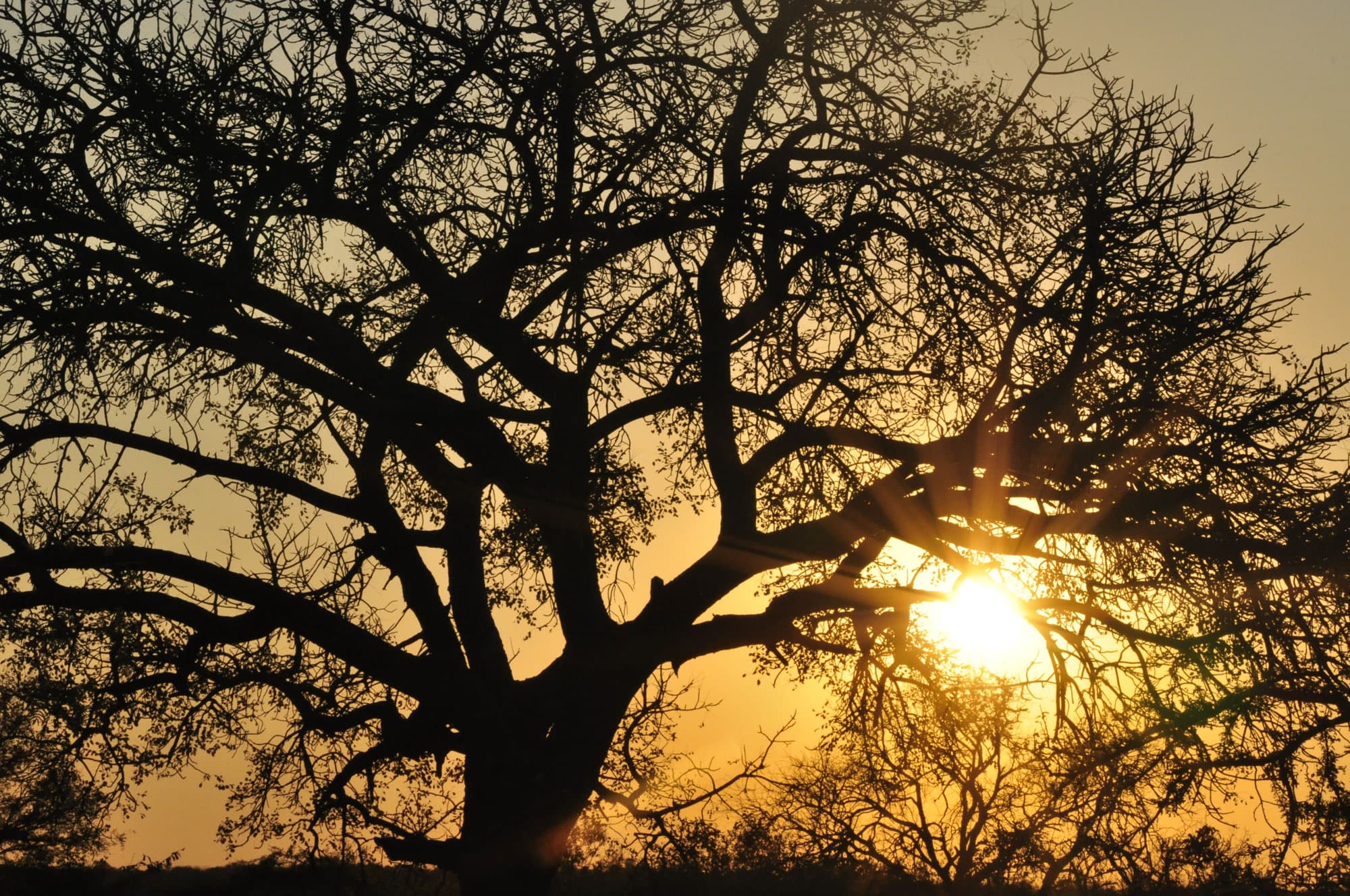 A marula tree standing in the African landscape